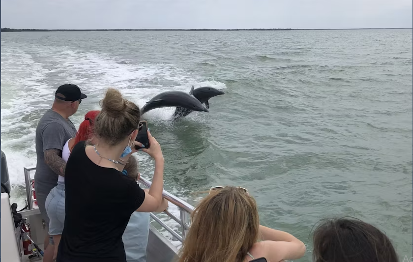 Marco Island dolphin and shelling boat tour - Image 5